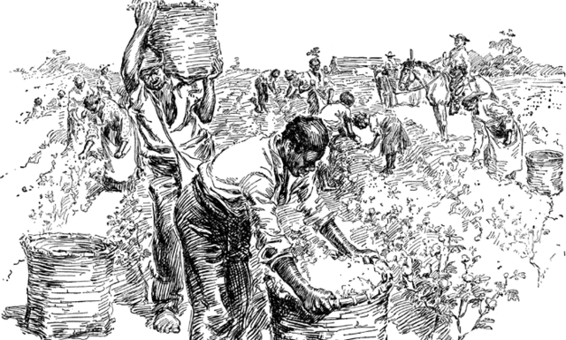 "King Cotton" Argument