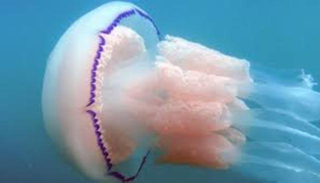 Cnidarios 2500 m.a.