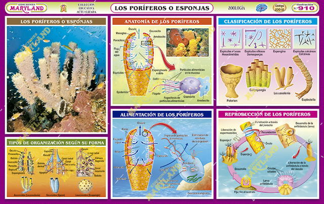 LOS PORÍFEROS (esponjas)