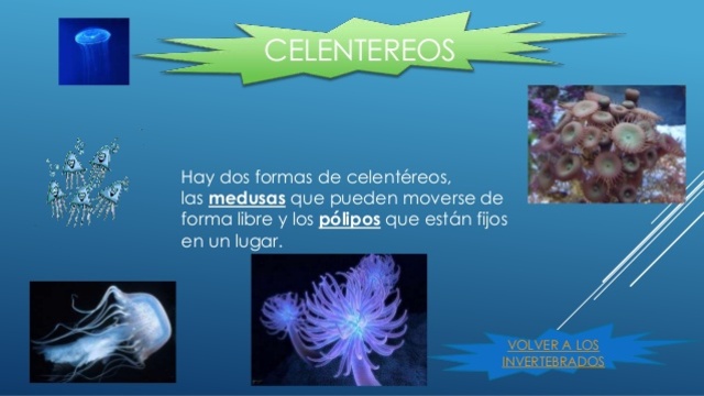 LOS CNIDARIOS (medusas, pólipos,corales)