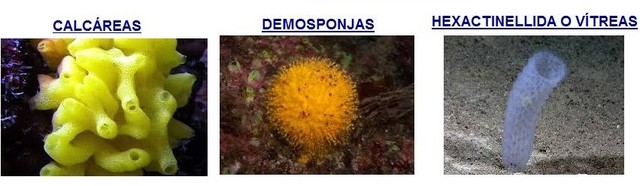 PORÍFEROS. (1765, se reconoce a las esponjas como animal y no como planta)