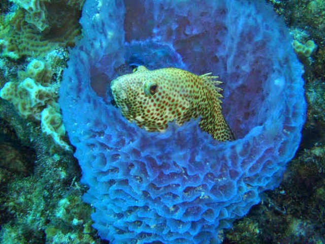 Alimentación, reproducción y ecología de las esponjas.