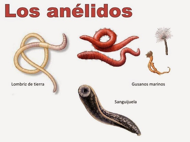 LOS ANÉLIDOS