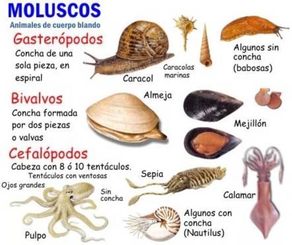 LOS MOLUSCOS (bivalvos, gasterópodos,cefalópodos)