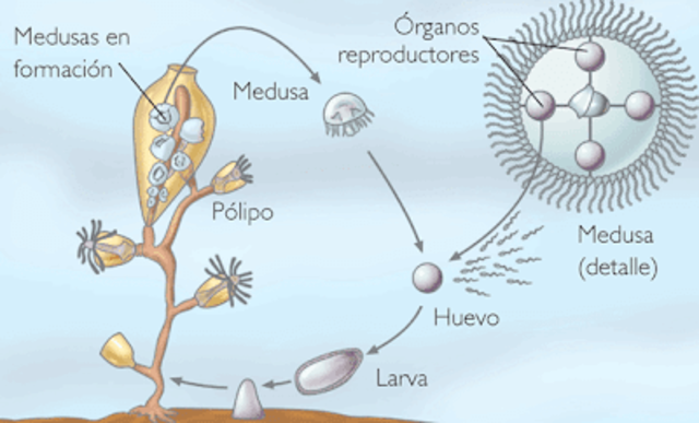 Reproducción y alimentación