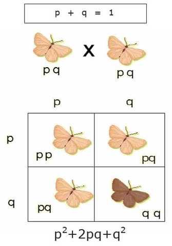 NEODARWISMO Y  TEORÍA  SINTÉTICA