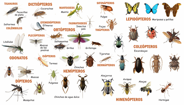 Insectos