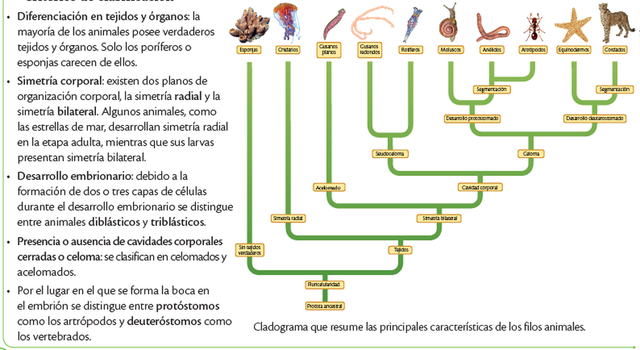Evolución de los animales