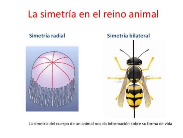 Plano Corporal de los Animales
