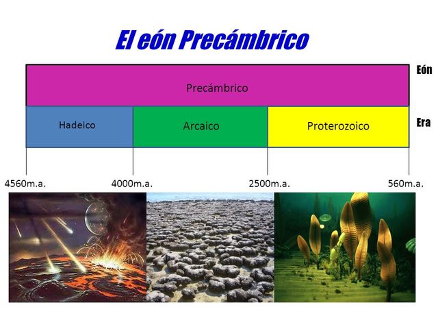 Evolución: Esponjas,Cnidarios-Periodo precámbrico