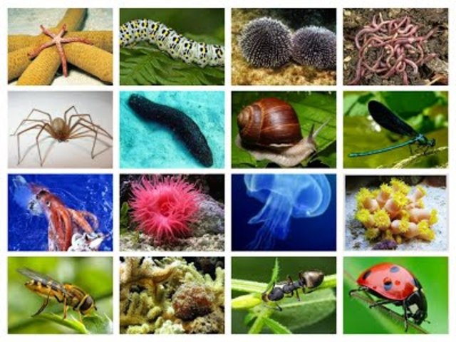 Animales invertebrados