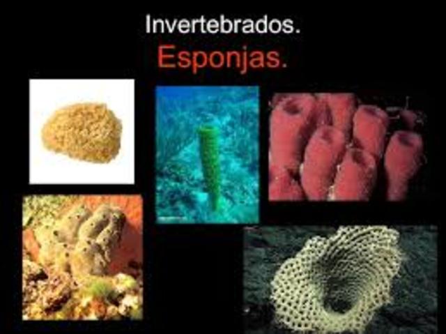 Invertebrado Esponjas