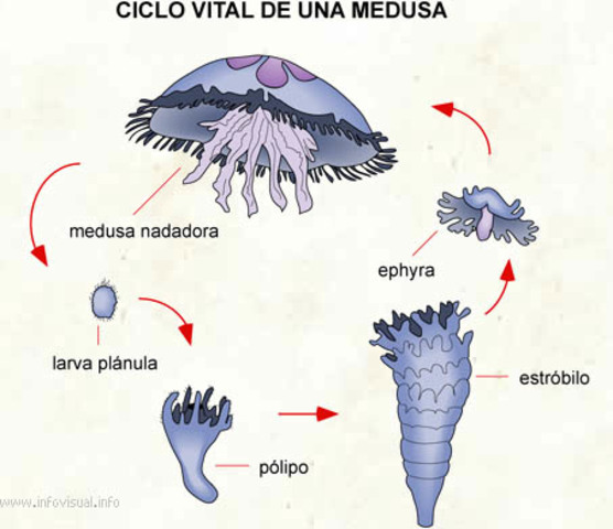 Invertebrado Cnidarios