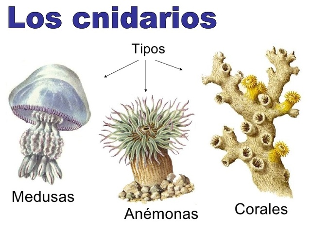 Diversidad de los Cnidarios