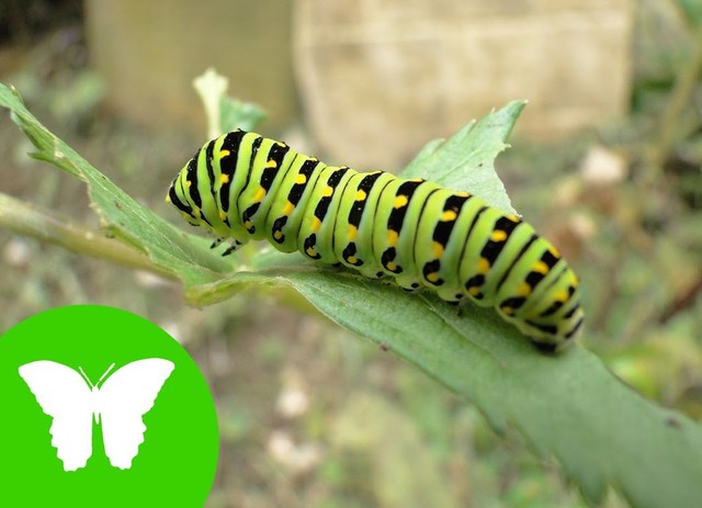 Invertebrados Gusanos