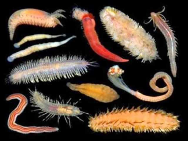 Diversidad de Gusanos