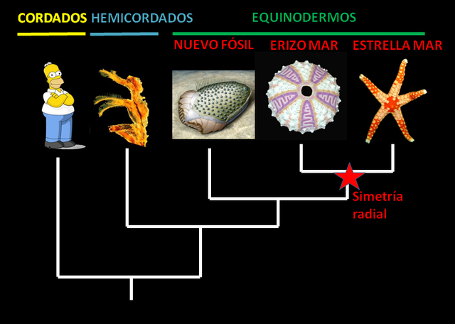 Evolución de los Equinodermos y los Cordados