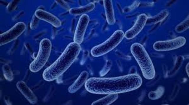 Bacterias