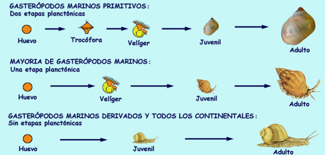 Evolución de los Moluscos y Anélidos