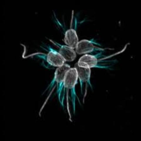 Ancestros de los invertebrados