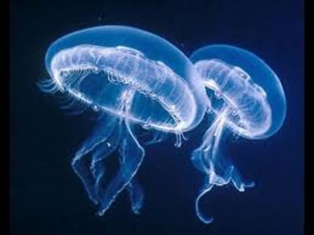Cnidarios