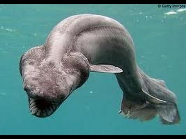 PRIMER ESPECIE DE TIBURON