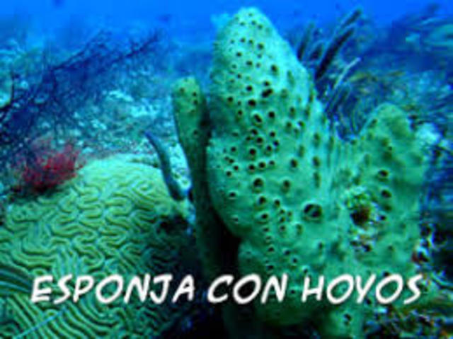 Esponjas