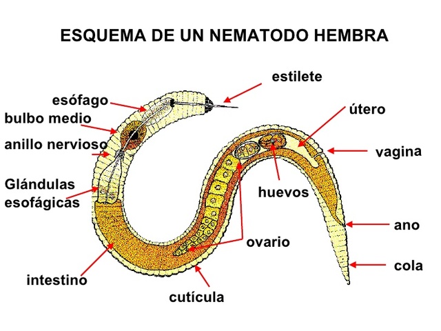 nematodos