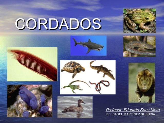 cordados