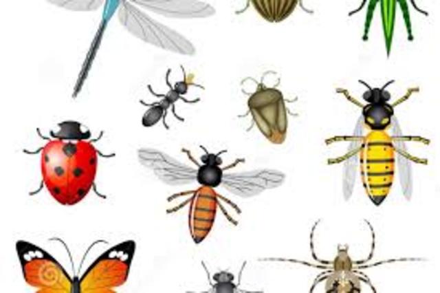 biodiversidad de animales invertebrados