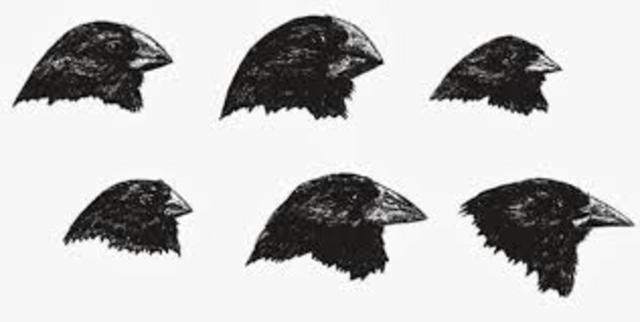 variabilidad genética