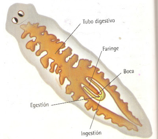GUSANOS PLANOS (Minot, 1876, Platyhelminthes)