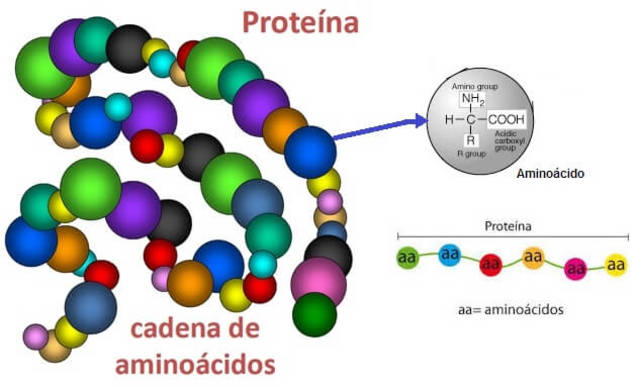 Proteína