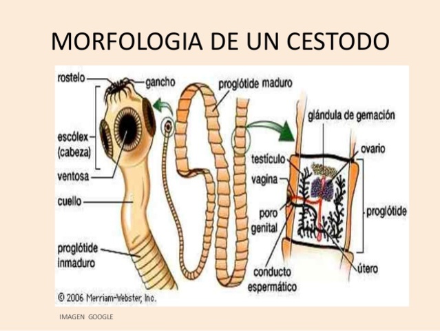 Diversidad de los gusanos planos