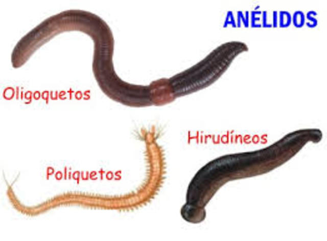 Anélidos