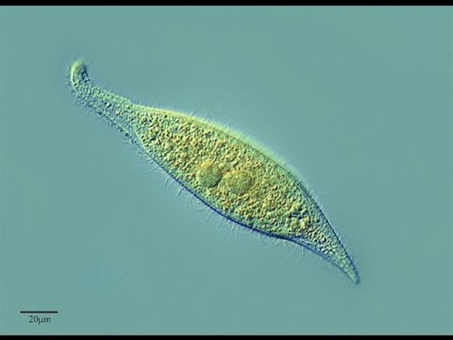 F. J. F. Meyen, F. Dujardin y M. Barry