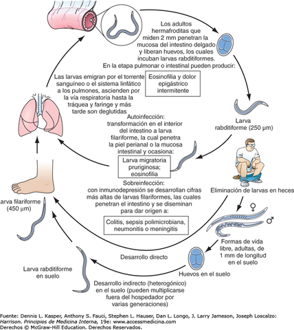 Diversidad de gusanos redondos