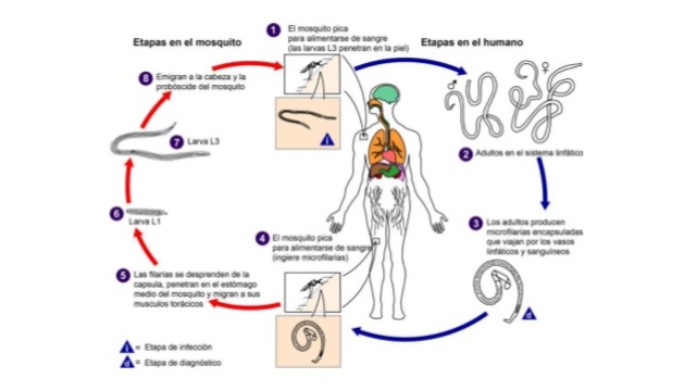 Diversidad de gusanos redondos