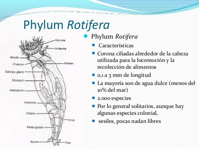 ROTÍFEROS (Hudson and Gosse, 1886)