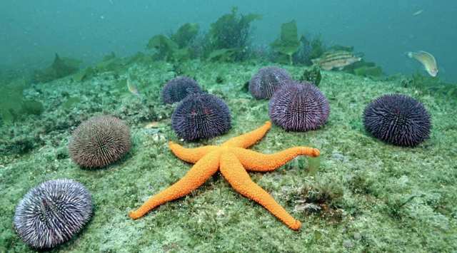 Continentes actuales