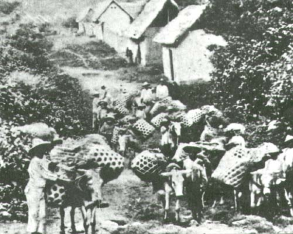 La expansión cafetera