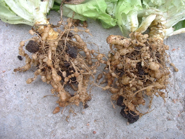 Nematodos en plantas