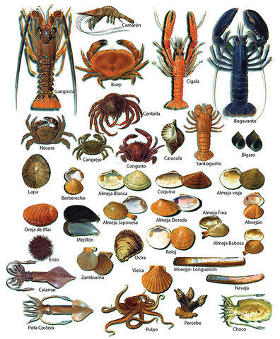 MOLUSCOS (Salvini-Plawen 1980) (Yonge, 1957).