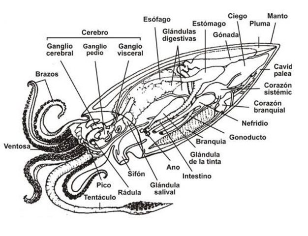 caracteristicas de los moluscos