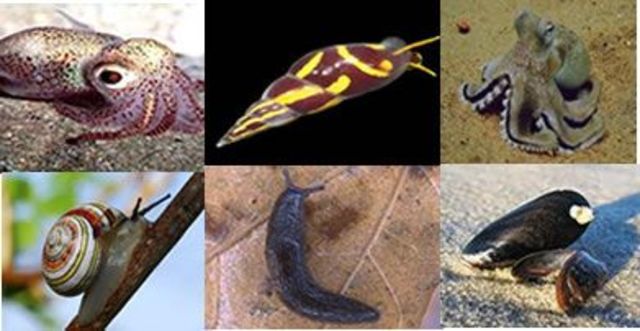 Invertebrados Moluscos