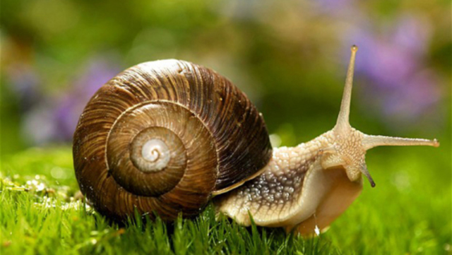 Diversidad de los Moluscos