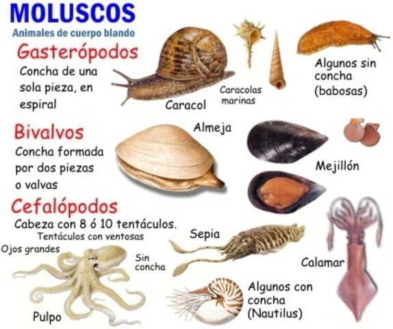 Diversidad de moluscos