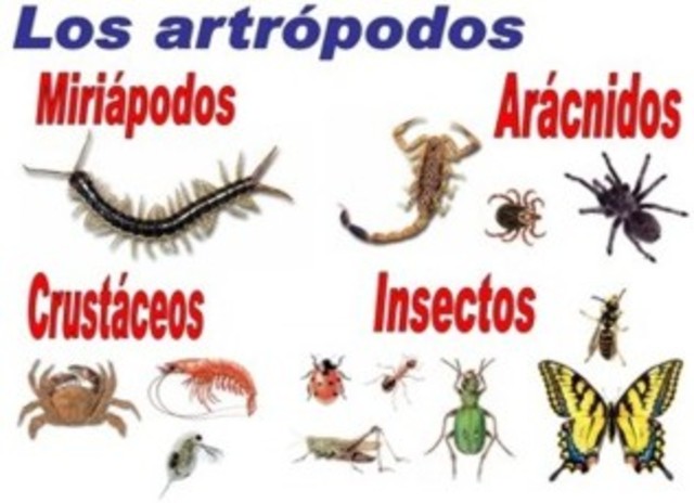 Diversidad de los Artrópodos