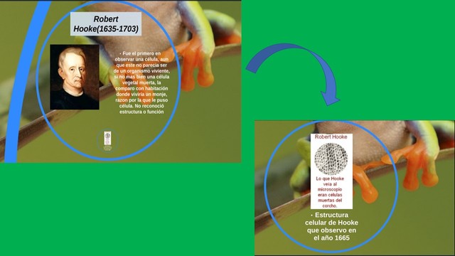 Estructura celular de Robert Hook