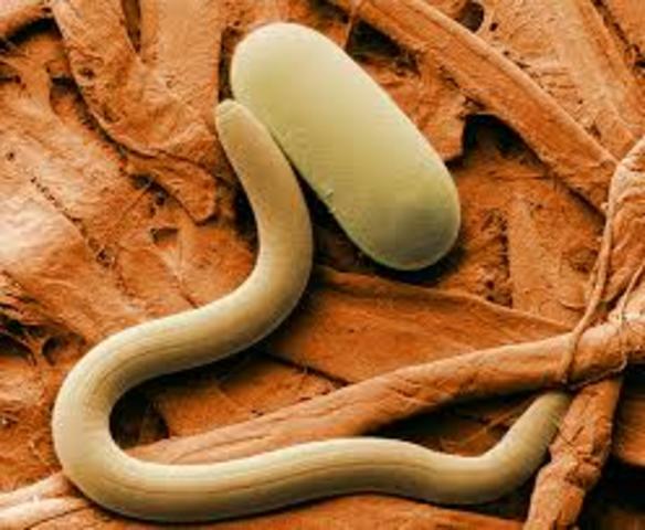 LOS NEMATODOS (gusanos cilíndricos)